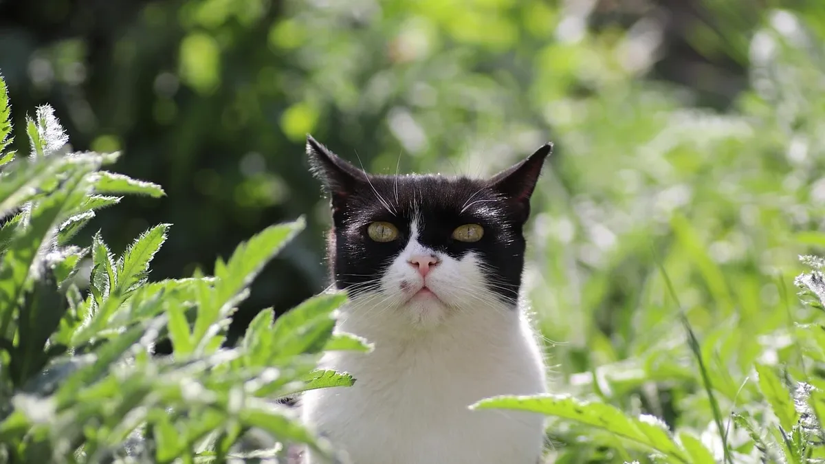 A vet’s guide advises avoiding plastic, using organic food, natural flea control, and chemical-free homes and yards for...