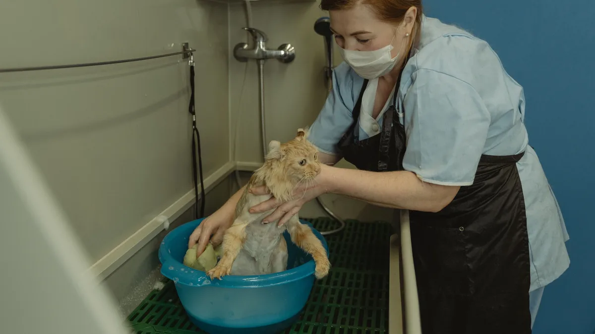 Travel Away: A veterinary professional bathes a cat in a clinic setting, showcasing care and support.