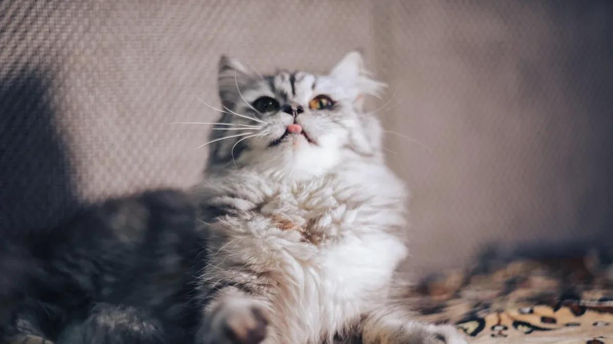 Kit Equipment: Entropion is a condition where the eyelid folds inward, causing discomfort and irritation in cats