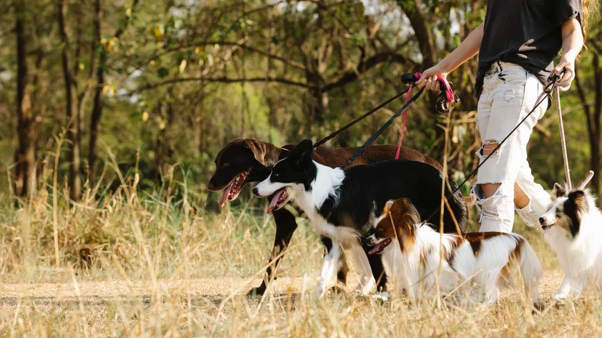 Money Cover: A dog walker leads a group of dogs on leashes through a sunny park trail. Pet Care Pets