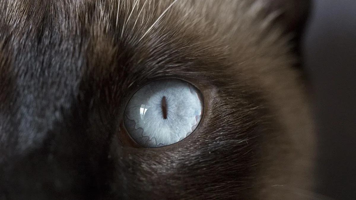 Veterinary ophthalmologists detail the unique causes and treatments for corneal ulcers in cats, highlighting the central...