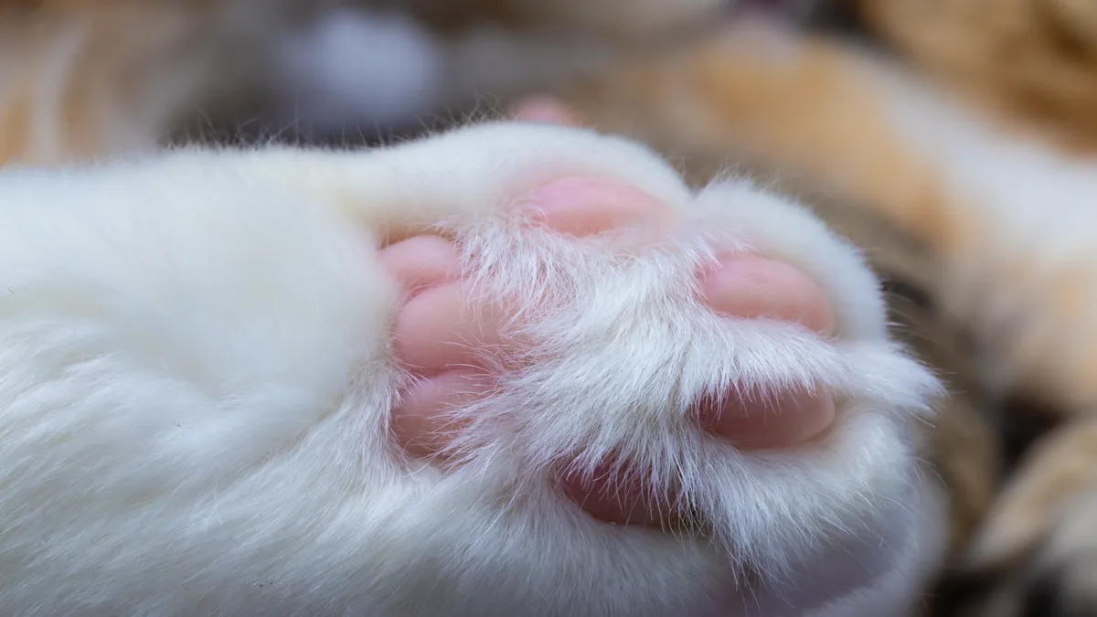 Veterinarian Jillian Myers Smith outlines a diagnostic algorithm and treatment options for feline infectious peritonitis...