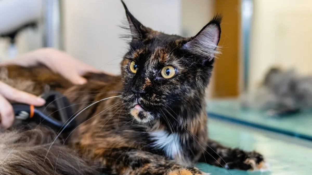 Travel Away: Grooming, cat, pet care, pet, animal, feline.