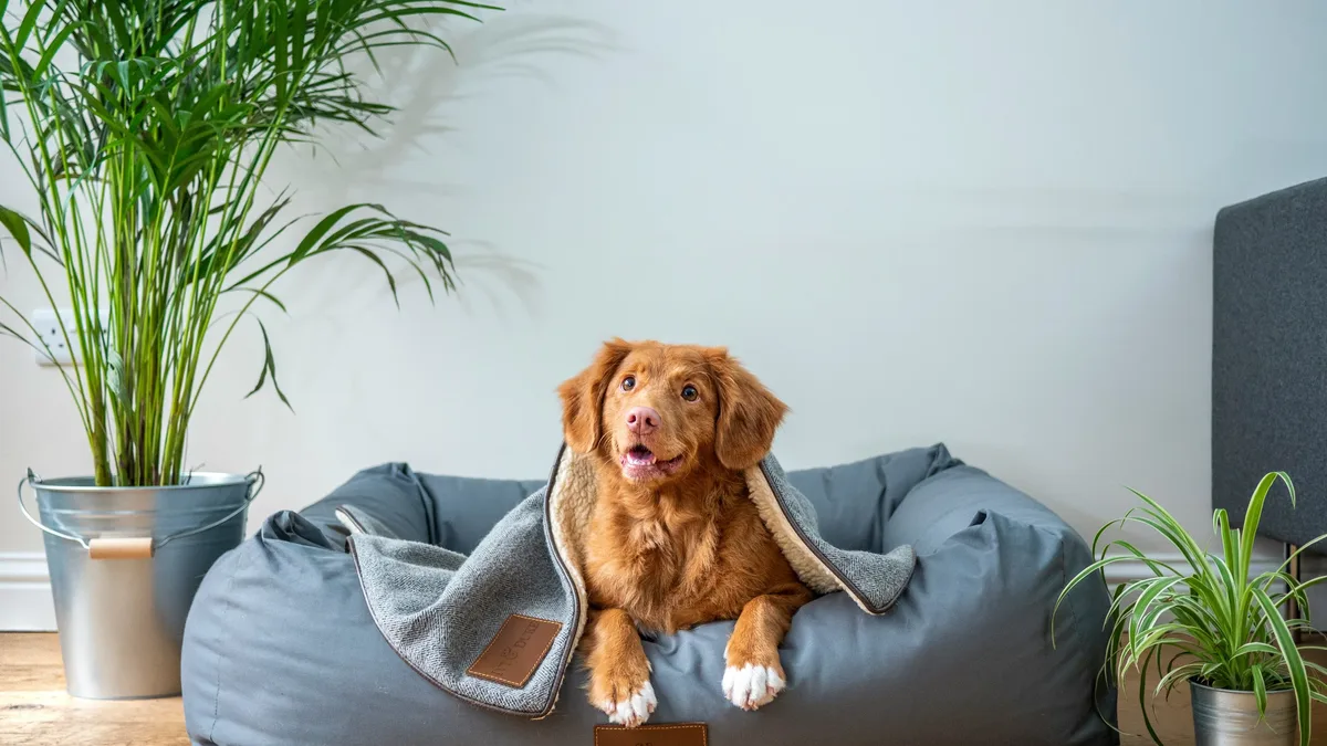 Animal Wellness Magazine outlines five straightforward strategies to create a calmer environment for pets, addressing...