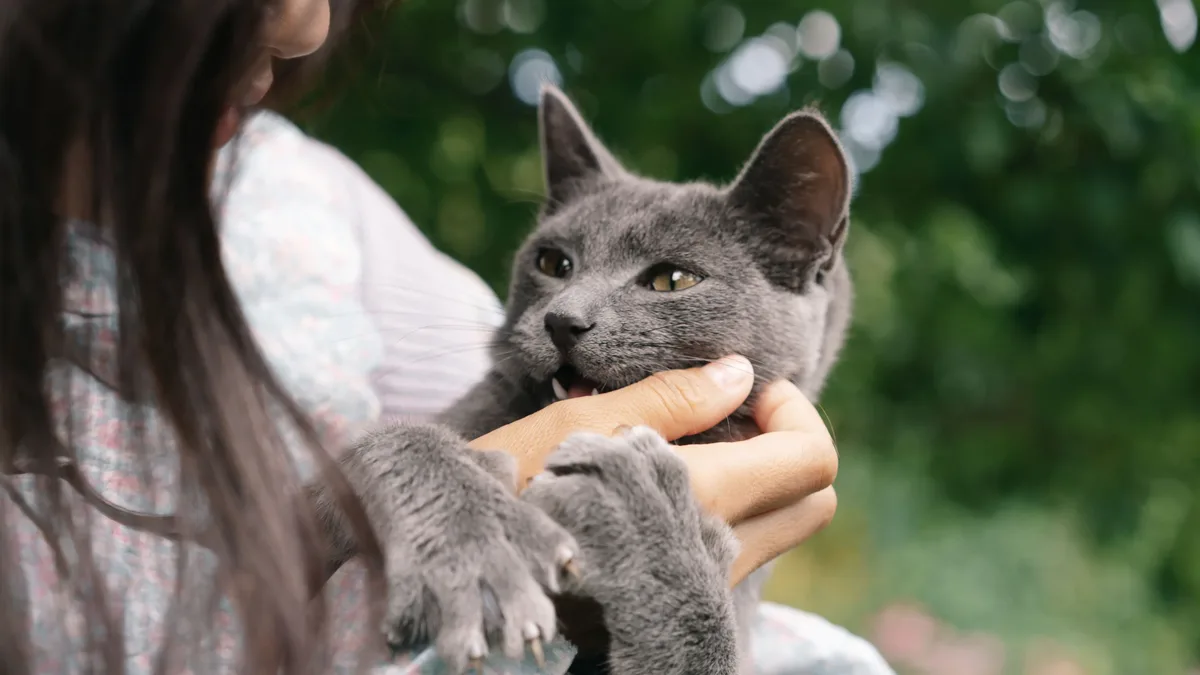 Money Cover: A woman holding a gray cat in her arms, with the cat looking directly at the camera.