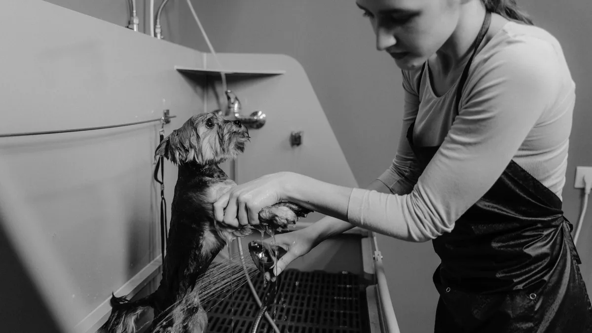 A shelf-stable powder derived from screened donor dogs, canine freeze-dried plasma (cFDP) can be stored at room temperature...