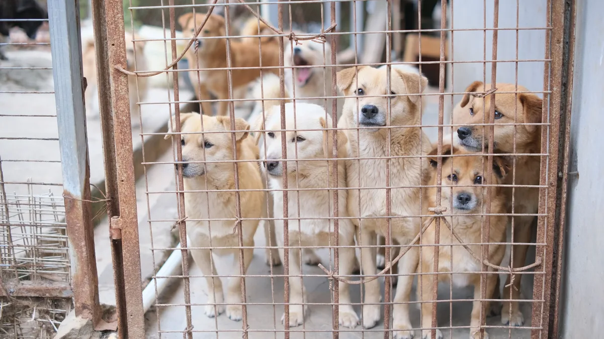 The Gaston County Animal Care and Enforcement shelter requires appointments for owner surrenders to manage capacity and...