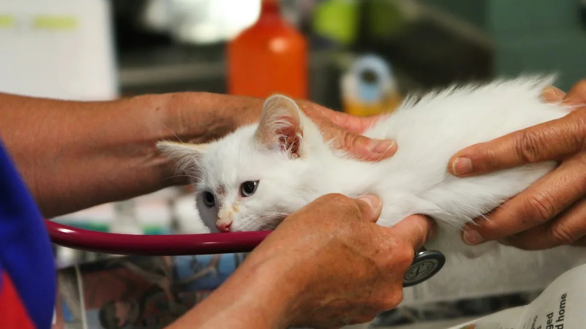 A former veterinary hospital manager outlines a multimodal approach to managing feline arthritis, covering environmental...