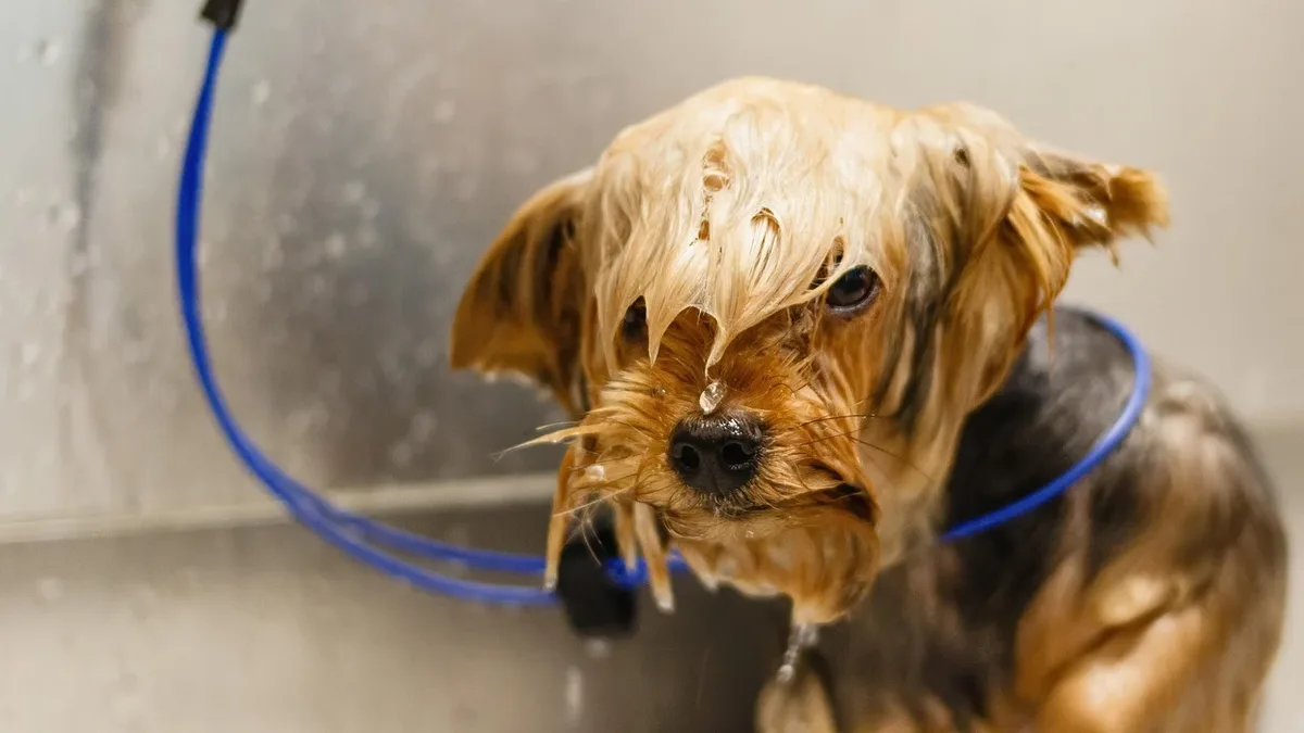 A human dentist, Martin R. Mendelson, shares his experiences and insights with veterinary professionals, highlighting the...