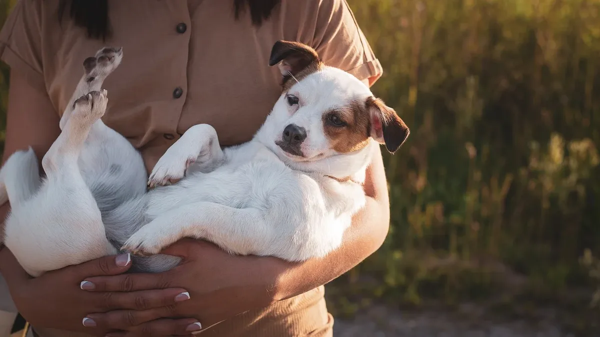 Exotic companion animals, including small mammals, birds, and reptiles, are increasingly popular pets, with millions of...