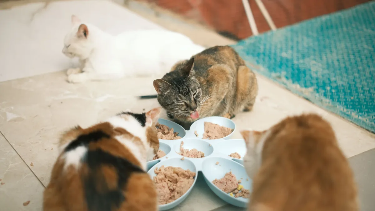 Researchers found iron and bromine in cats' eye lesions, providing new clues to the cause of the mysterious condition