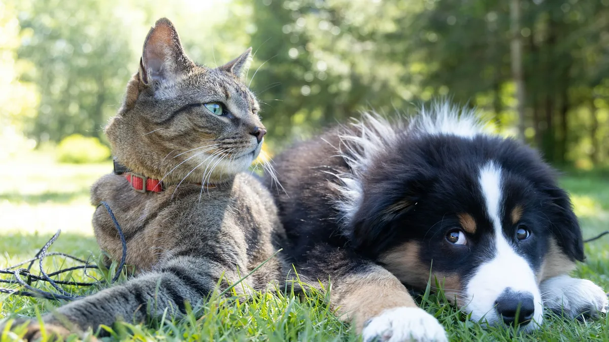 Animal Wellness Magazine explains how joint health in aging dogs and cats directly impacts their emotional state, linking...