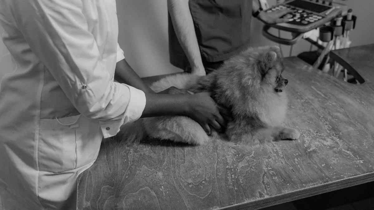 Veterinary research supports subanesthetic ketamine as a tool for managing complex, chronic pain in pets receiving...