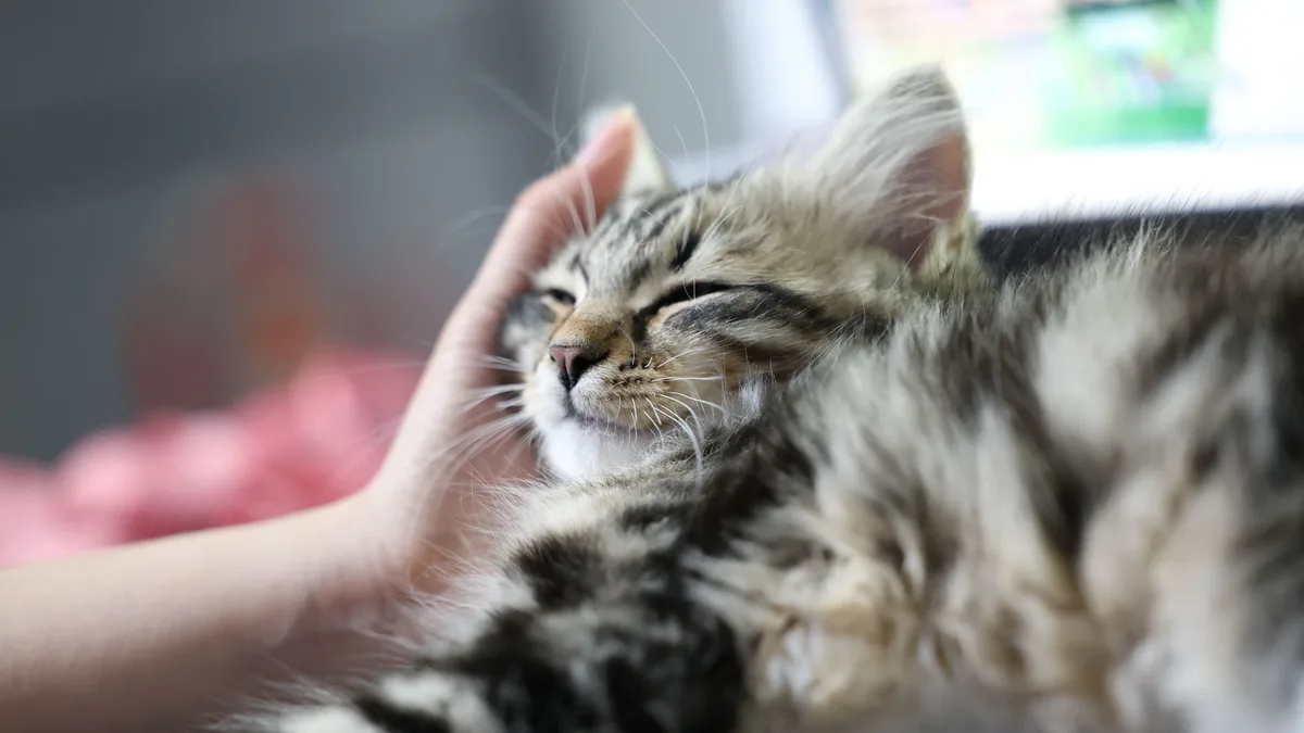Money Cover: Fluffy tabby kitten enjoying gentle petting while resting on a laptop indoors.