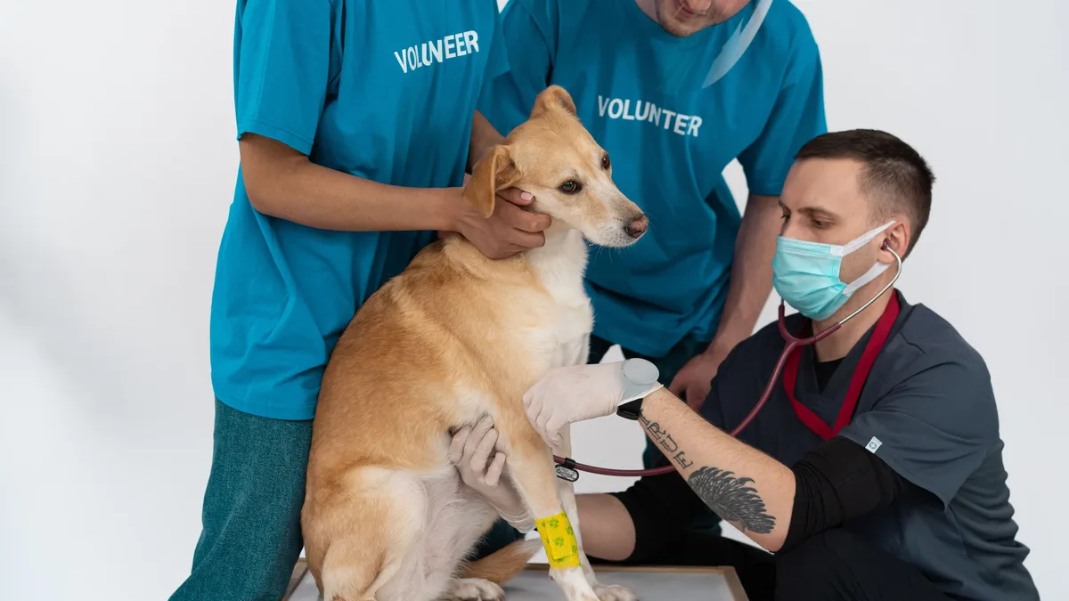 Money Cover: Veterinarians discuss the benefits and misconceptions surrounding laser therapy in animal health