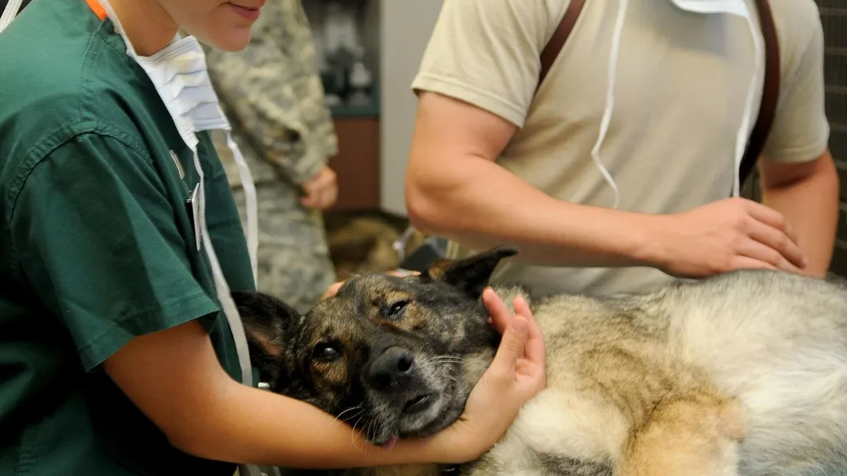 A Pierce College veterinarian has received a national advisor award, while UC Davis has seen a surgeon honored and a...