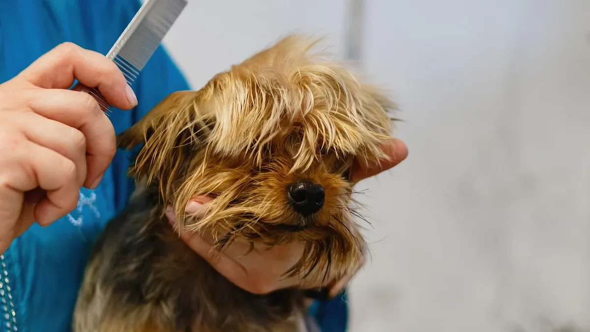 Anxiety is a common and underdiagnosed condition in pets, with significant consequences for their quality of life and...