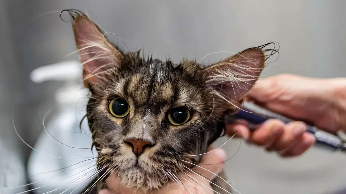Mukul Padalkar, a veterinarian with a passion for small-animal care, has been recognized as the 2026 Veterinary Hero in...
