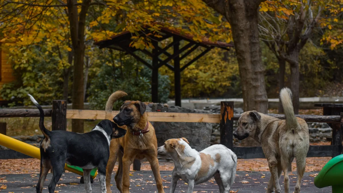 A study of over 50,000 dogs finds that having five or more chronic conditions more than doubles the annual mortality...