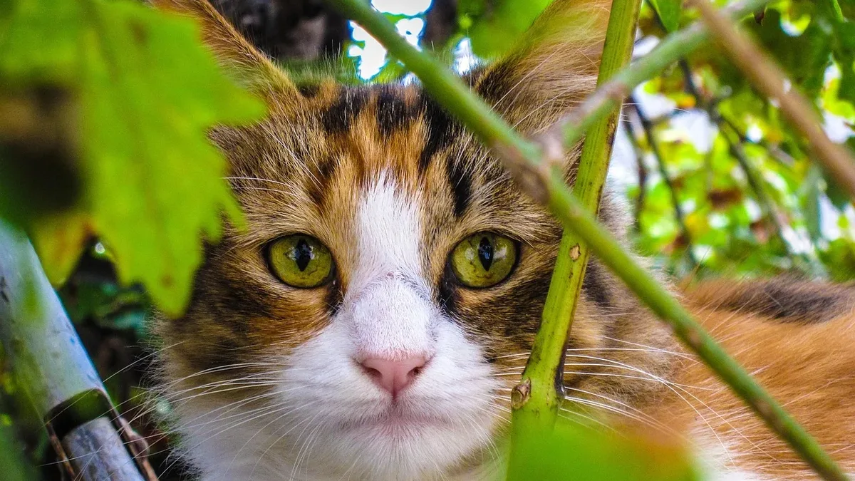 Animal Wellness Magazine outlines 15 natural methods to strengthen a cat's immune system and reduce exposure to...