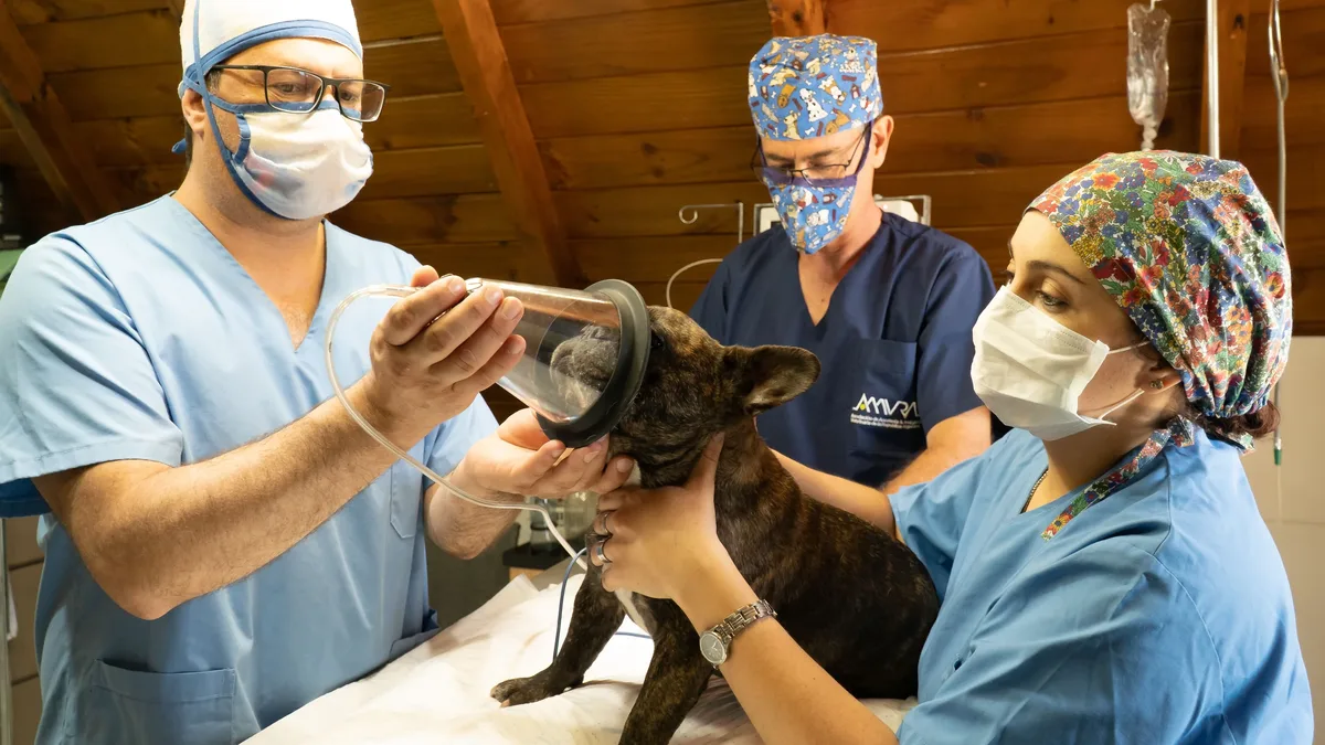 The July/August 2026 issue of dvm360 highlights new FDA-approved veterinary products including a sevoflurane anesthetic...