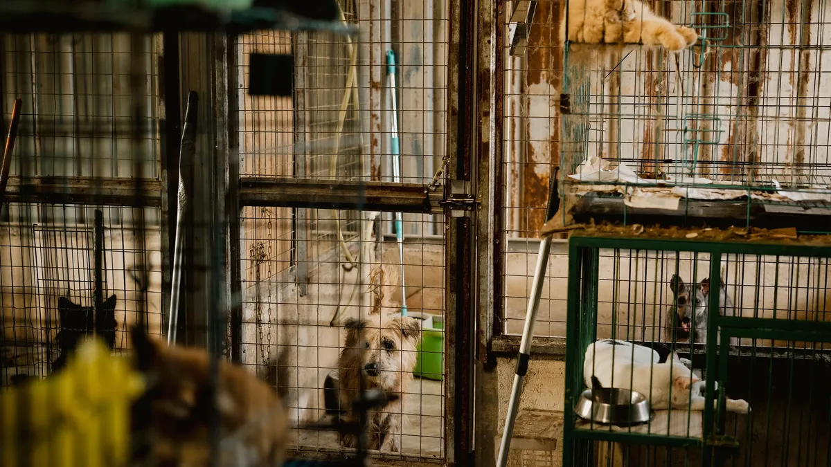 Orange County's OC Animal Care shelter is highlighting several pets, including cats and dogs, as its August 'Clear the...