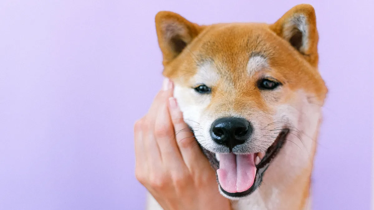 A new study in Vet Record suggests that when veterinarians speak directly to pets using higher-pitched, varied tones, 86%...