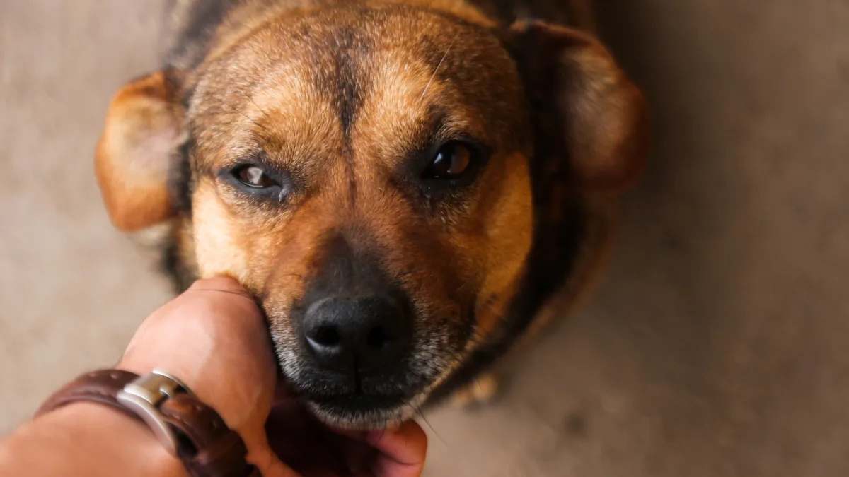 Home Legal: Research shows pets reduce stress and keep owners active