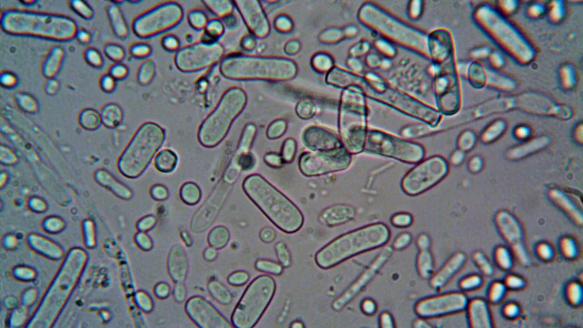 Probiotics may help protect the gut microbiome during antibiotic treatment in companion animals, though evidence remains...