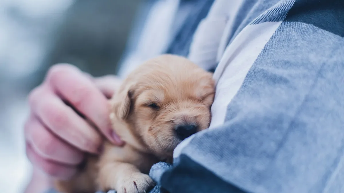 Money Cover: Shallow focus photography of brown puppy during daytime.