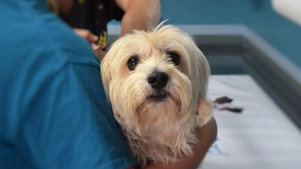 A poodle mix puppy rescued from an Idaho hoarding case underwent life-saving surgery for a congenital heart defect at...