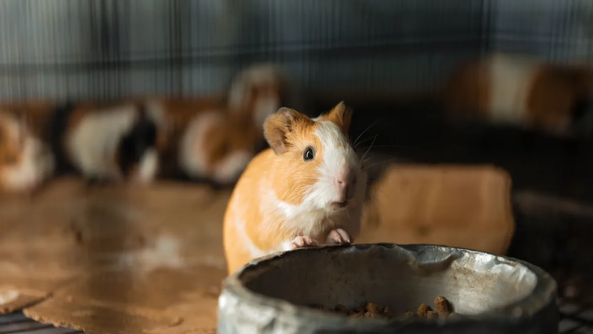 Revival Animal Health is recalling its Breeder's Edge and Shelter's Choice feline milk replacers after testing found low...