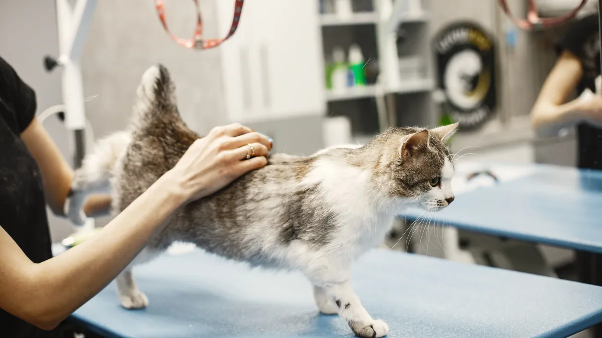 Hypertrophic cardiomyopathy (HCM) is the most common heart disease in cats, often progressing silently until it becomes...