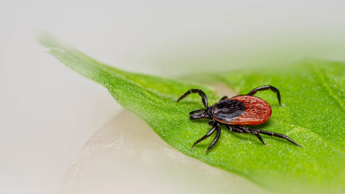 Texas A&M researchers have mapped the habitat of a native soft tick species capable of carrying African swine fever...