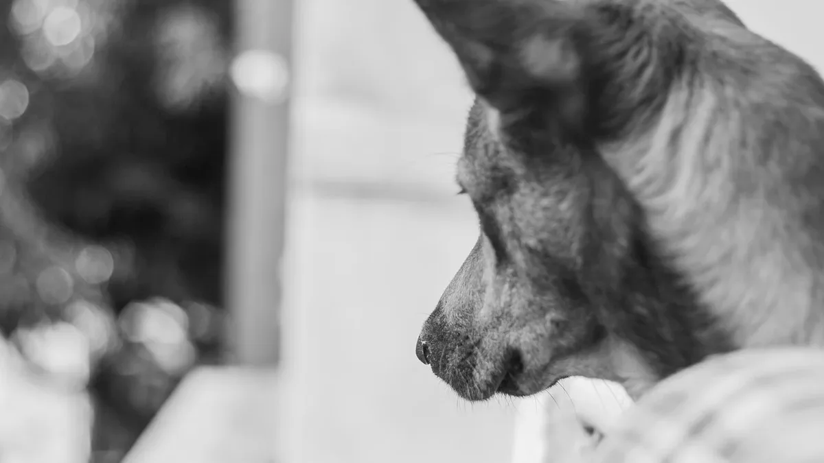 Sound therapy uses specific vibrations and frequencies to reduce anxiety and support physical healing in dogs and cats...