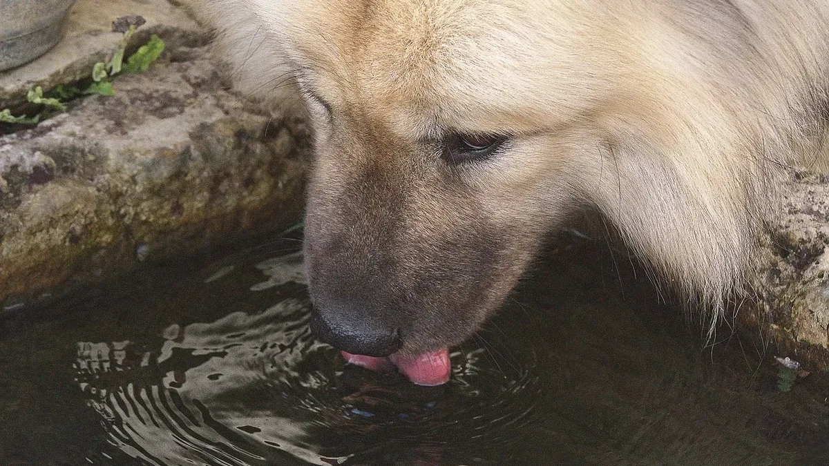 A veterinary magazine outlines five practical steps owners can take to support their dog's innate detoxification...