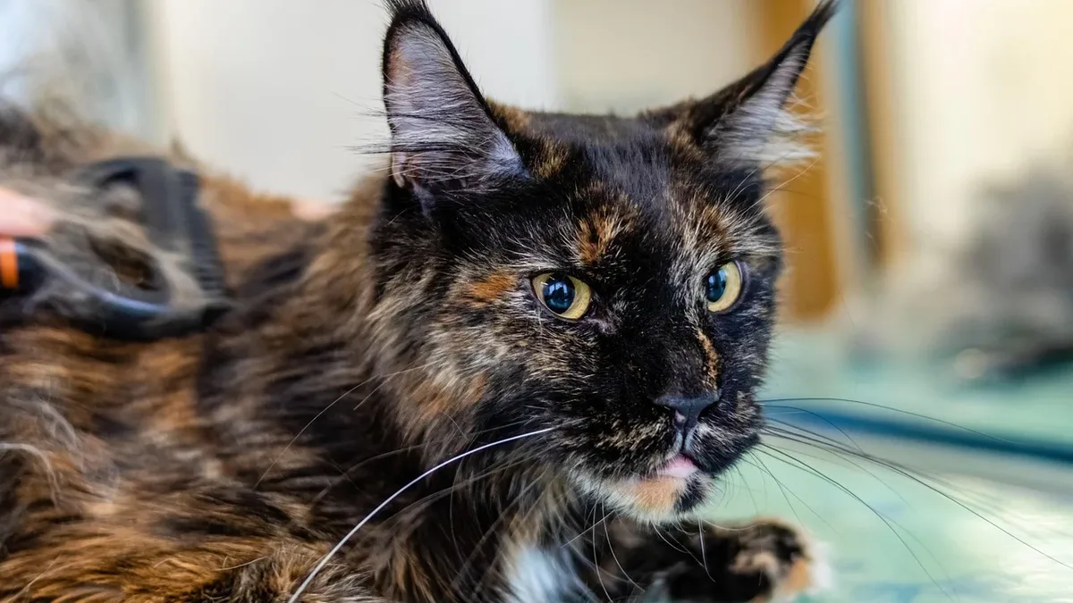 Suffolk County, New York, has confirmed a fourth human case of tularemia this year, while the dvm360 website has announced...