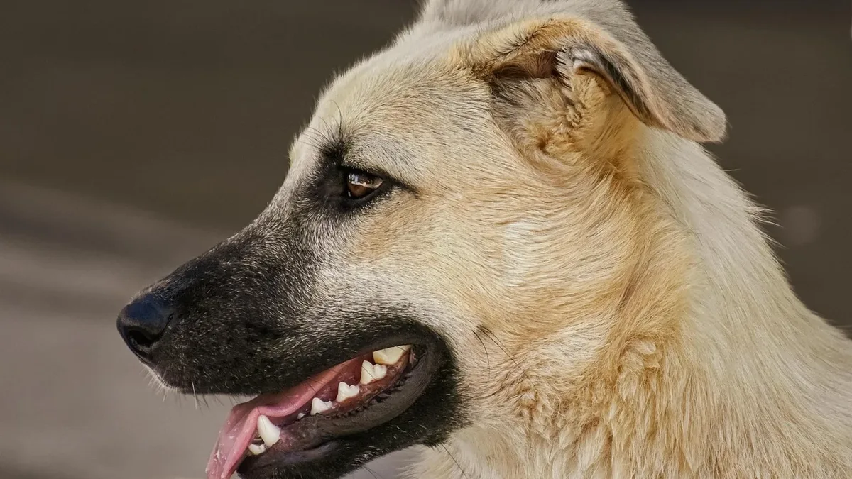 A guide to congenital heart narrowing in dogs and a new analysis challenging high estimates of canine behavior problems