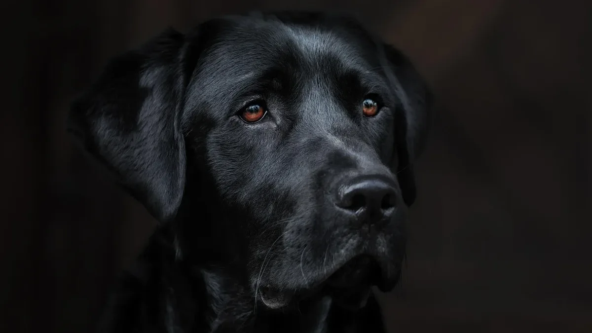 A UC Davis veterinary study is investigating the causes of copper-associated hepatopathy in Labrador retrievers and...