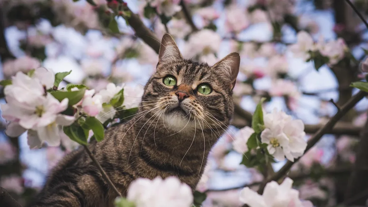 A guide to essential pharmacology concepts for veterinary practitioners, focusing on drug interactions, dosage calculations...