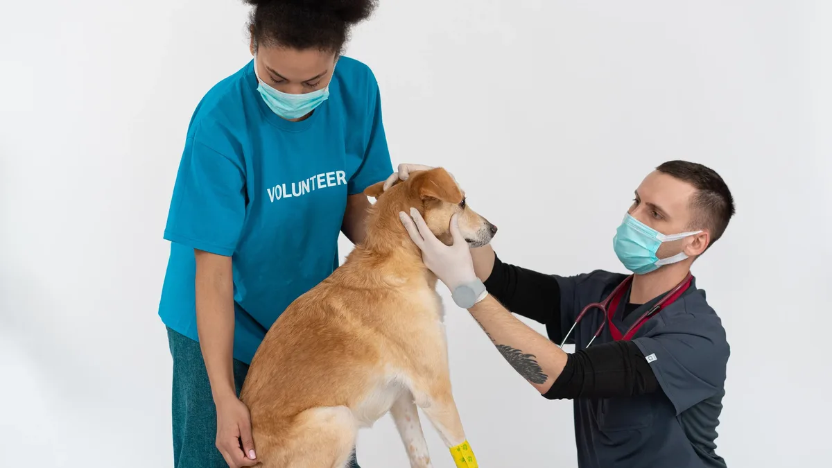 A veterinarian clarifies the definition of human-grade fresh food and details how its digestibility and portioned meals...