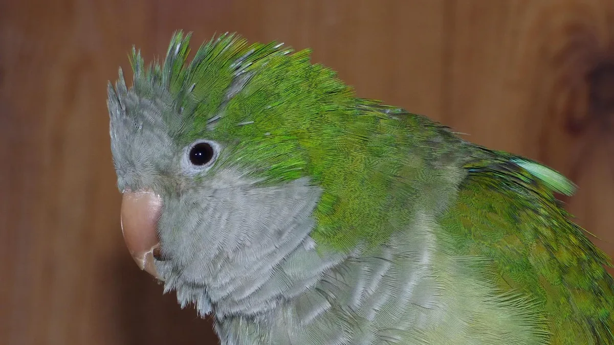 A veterinary behaviorist outlines how to differentiate between medical and behavioral causes for common parrot problems...