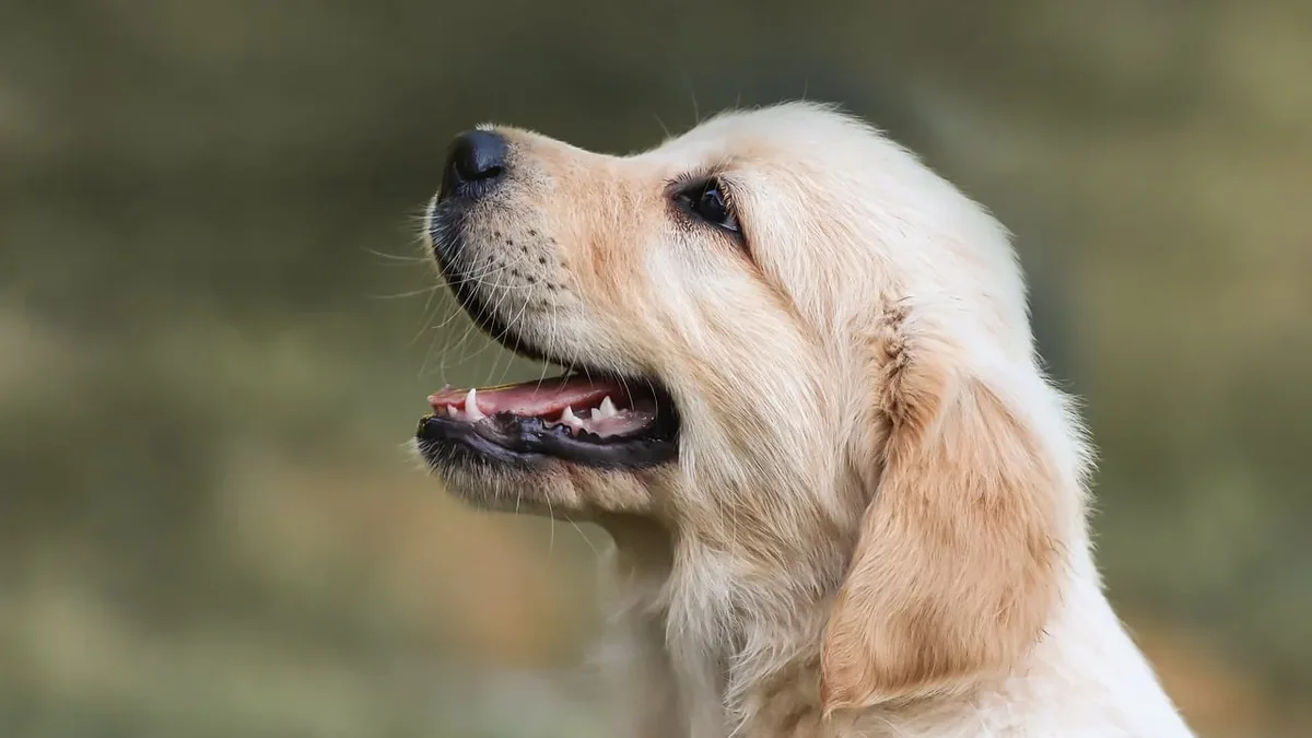 A veterinary nutritionist advises using tailored diets as a primary strategy for managing challenging gastrointestinal...