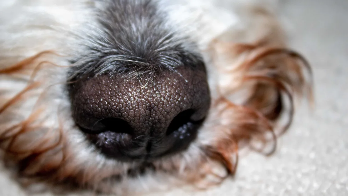 A new mid-level role in veterinary medicine has been met with opposition from a prominent veterinary group, citing...