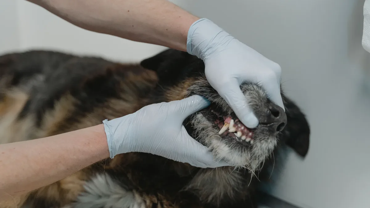 A veterinary review states well-formulated dental powders can support canine oral health by slowing plaque formation and...