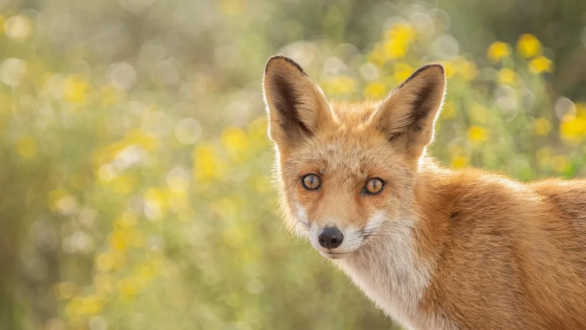 A study finds red foxes and common birds carry highly antibiotic-resistant bacteria, acting as sentinels and potential...