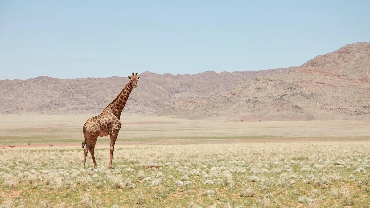 Titles: Giraffe, landscape, earth, wildlife, nature, travel.