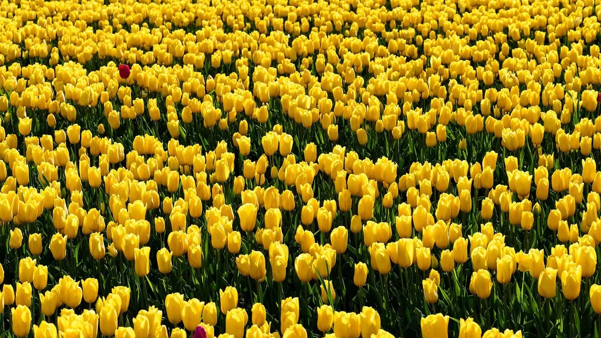 The Scene: Tulips, flowers, free, nature, field, yellow tulips. Esports background