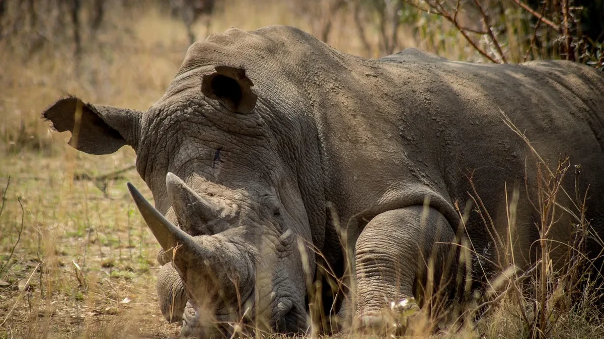 Teams: Rhino, africa, endangered, game, poaching, protection. Esports Gaming