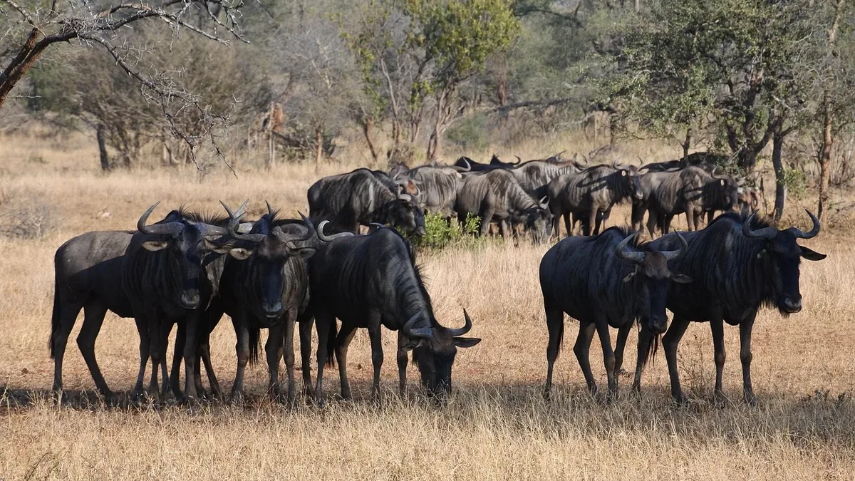 Leagues Regions: Wildebeest, africa, safari, animal, wilderness, wildlife.